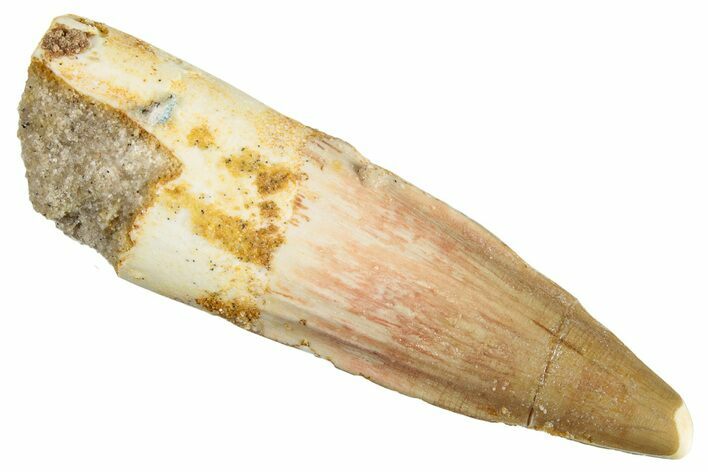 Fossil Spinosaurus Tooth - Real Dinosaur Tooth #268433